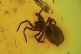 Detailed Fossil Spider (Aranea) In Baltic Amber #87061-2